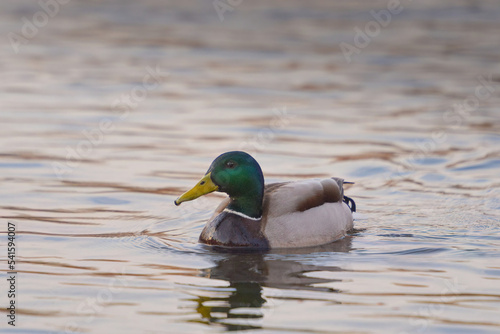 ducks on the lake 2021 in winter