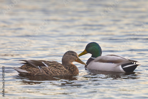 ducks on the lake 2021 in winter
