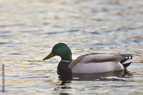 ducks on the lake 2021 in winter