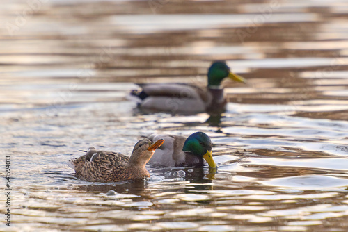 ducks on the lake 2021 in winter