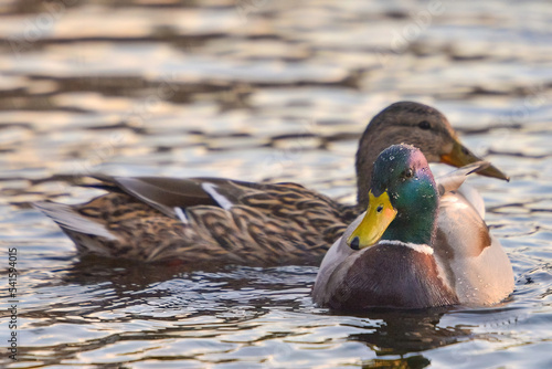 ducks on the lake 2021 in winter