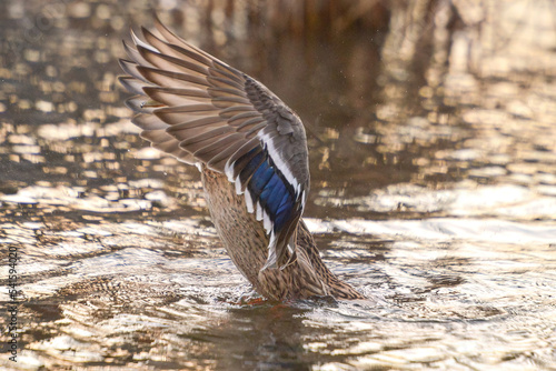ducks on the lake 2021 in winter