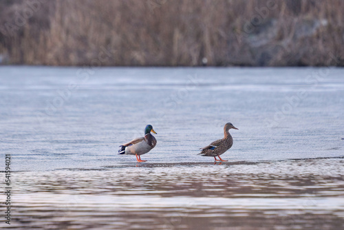 ducks on the lake 2021 in winter