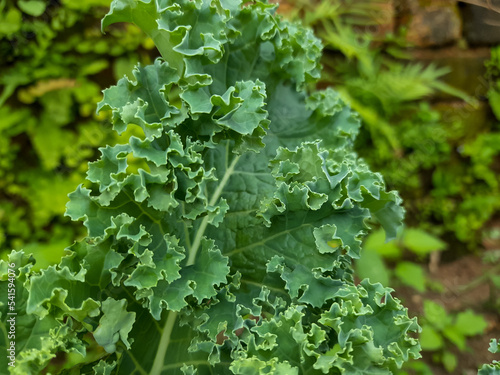 green leaves background
