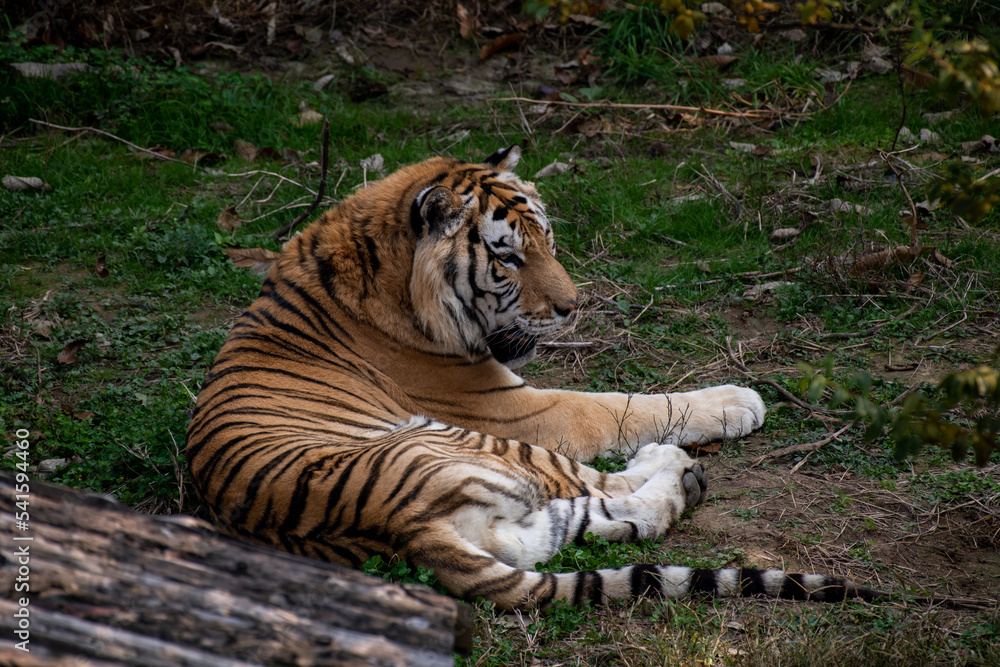Obraz premium Siberian tiger (P. t. altaica), also known as Amur tiger, sleeps in shade of trees in hot summer
