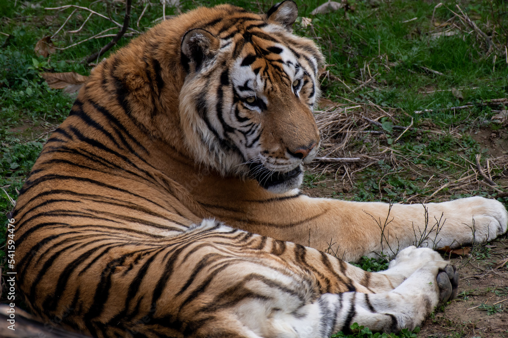 Close up of an orange Sumatran tiger with black stripes and a white underbelly laying in a field of grass. Close up of an orange Sumatran tiger with black stripes and a white underbelly laying in a field of grass.