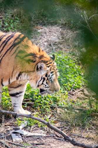 Beautiful picture of a tiger walking through the grass.