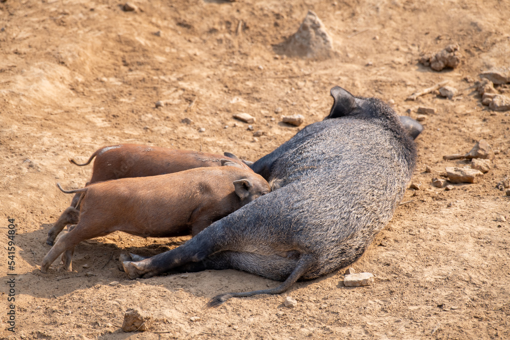 Piglets (baby pigs, sucklings) nursing on mother sow pig. Small piglets drinking milk from breast in the farm. Group of Mammal at outdoor farmyard. Black with pink swine.