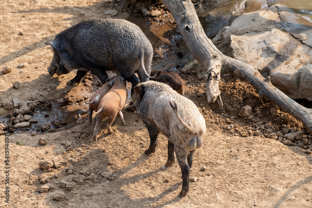 wild boar, sus scrofa, herd standing close to each other in proximity. Aggressive animal mother guarding her progeny on green meadow from front view. wild boar, sus scrofa, herd standing close to each other in proximity. Aggressive animal mother guarding her progeny on green meadow from front view.