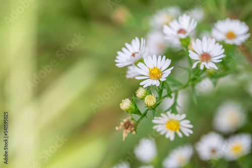 Beautiful white flowers blooming in the field