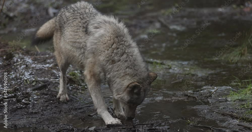 Grey wolf explores muddy pond water on autumn day Grey wolf explores muddy pond water on autumn day