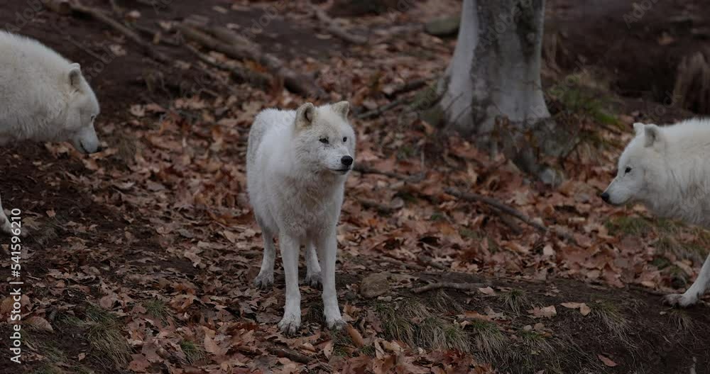 White wolf isolated in autumn forest has pack come around him - wide shot White wolf isolated in autumn forest has pack come around him - wide shot