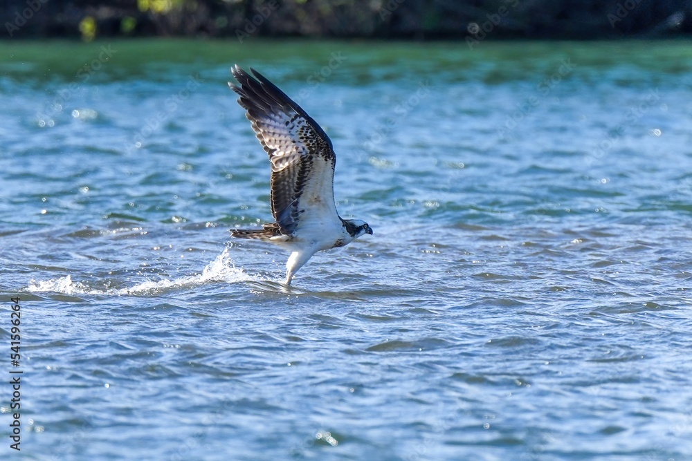 Fototapeta premium 懸命に魚を捕まえようとするミサゴ