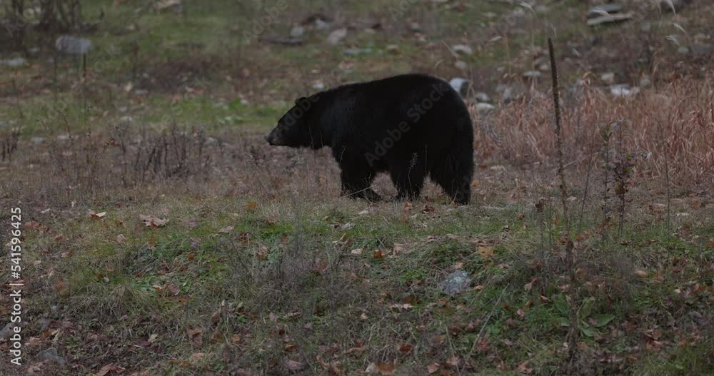 Black bear walking through tundra land on overcast autumn day - wide shot Black bear walking through tundra land on overcast autumn day - wide shot