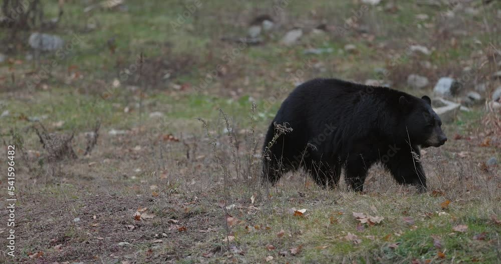 Black bear walking acorss tundra looking landscape in autumn fall Black bear walking acorss tundra looking landscape in autumn fall