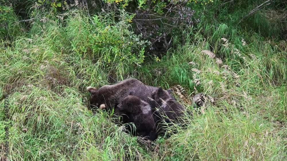 Mother brown bear with four spring cubs napping in tall grass, Katmai National Park, Alaska
Mother brown bear with four spring cubs napping in tall grass, Katmai National Park, Alaska