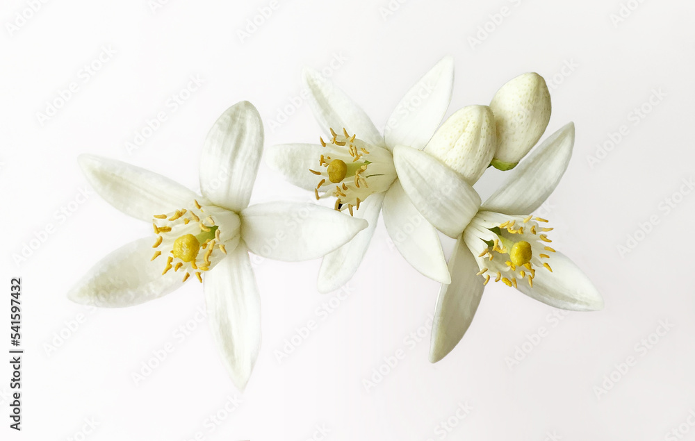 Grapefruit Citrus flowers and buds isolated on white background