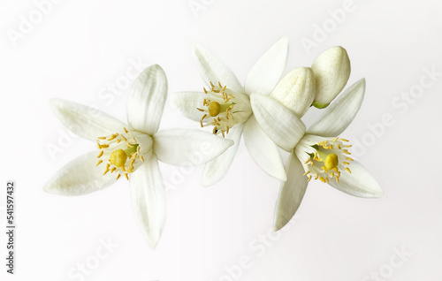 Grapefruit Citrus flowers and buds isolated on white background