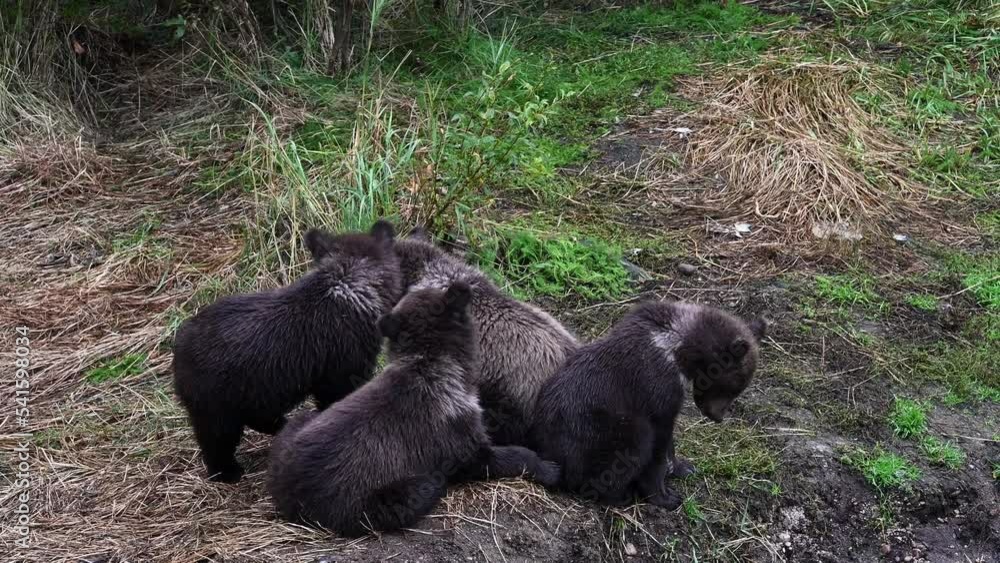 Cute little brown bear cubs with natal collars playing in grass on the side of the Brooks River waiting for mother bear, Katmai National Park, Alaska
Cute little brown bear cubs with natal collars playing in grass on the side of the Brooks River waiting for mother bear, Katmai National Park, Alaska