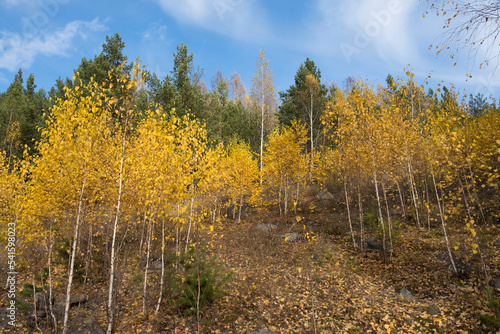 Autumn forest with yellow birches and bright green pines under a blue sky on a sunny day. Golden landscape of Indian summer in Russia. Young trees in the autumn forest. Beautiful autumn landscape