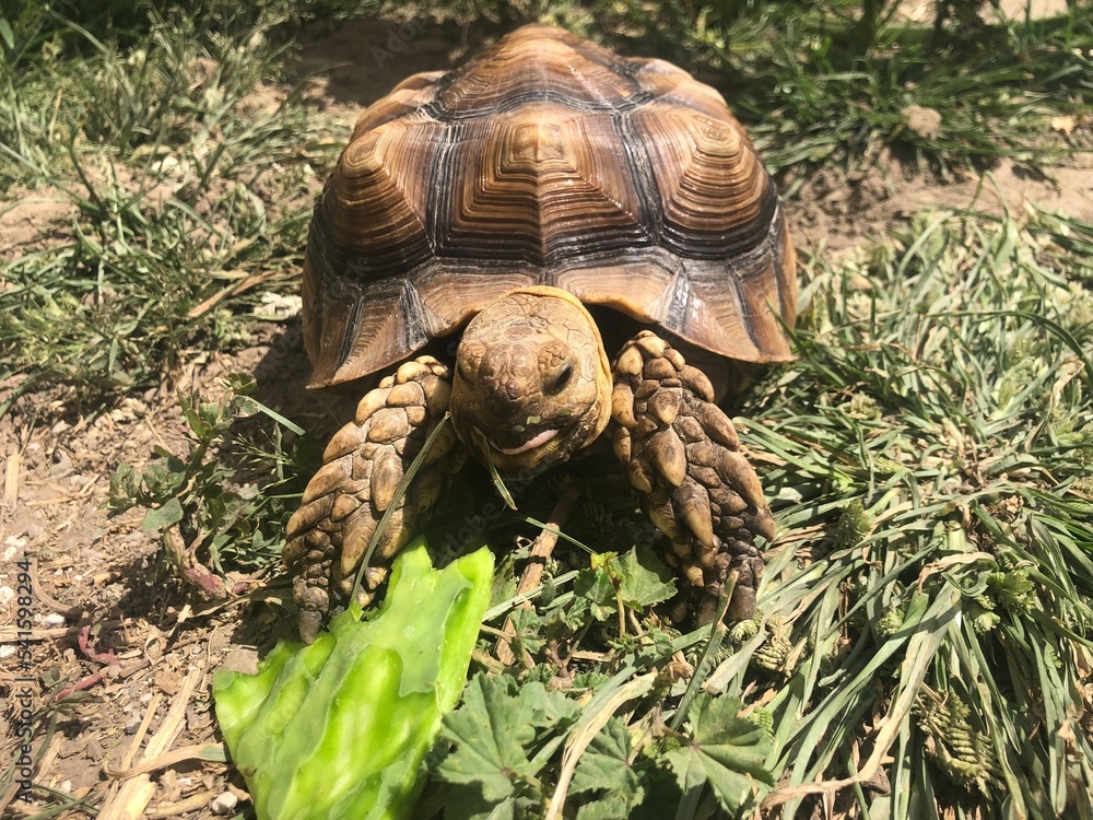 Naklejka premium Beautiful sulcata tortoise from africa