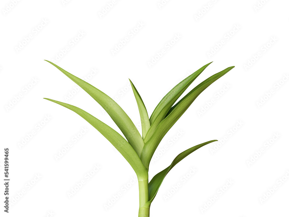 Orchid leaves isolated on white background included clipping path. Orchid leaves isolated on white background included clipping path.