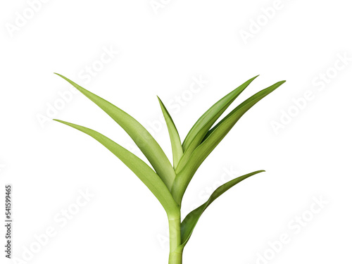 Orchid leaves isolated on white background included clipping path.
