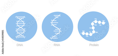 The icon of molecular biology : DNA RNA and protein that shows the different structure and molecule