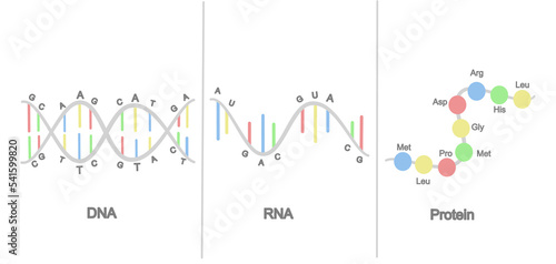 The difference structure of molecular biology :DNA, RNA and Protein that showed in icon concept
