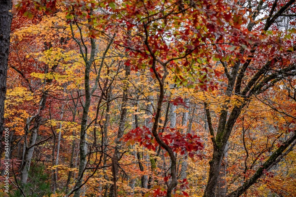 fall in the blue ridge mountains