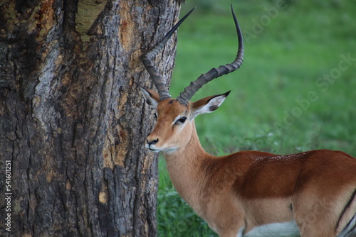 impala in the savannah, big horns, safari pictures , animal staring at a camera, beautiful animal,  big tree in the grass land