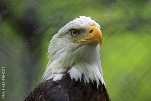 Bald Eagle - West Virginia State Wildlife Center