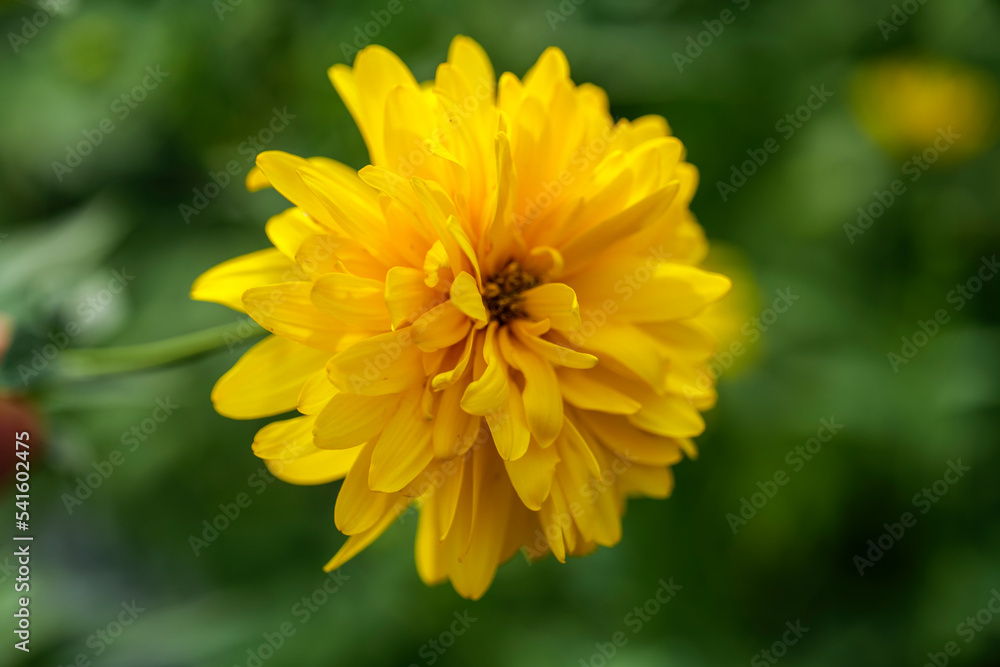 Blooming Rudbeckia laciniata, or golden balls in the garden close-up. High quality photo Blooming Rudbeckia laciniata, or golden balls in the garden close-up. High quality photo