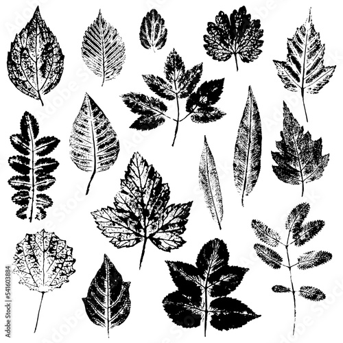 Set of leaves of trees and shrubs of different shape and structure. Black silhouettes of detailed leaf textures. Inky nature prints isolated on white background. Realistic elements for nature design. 