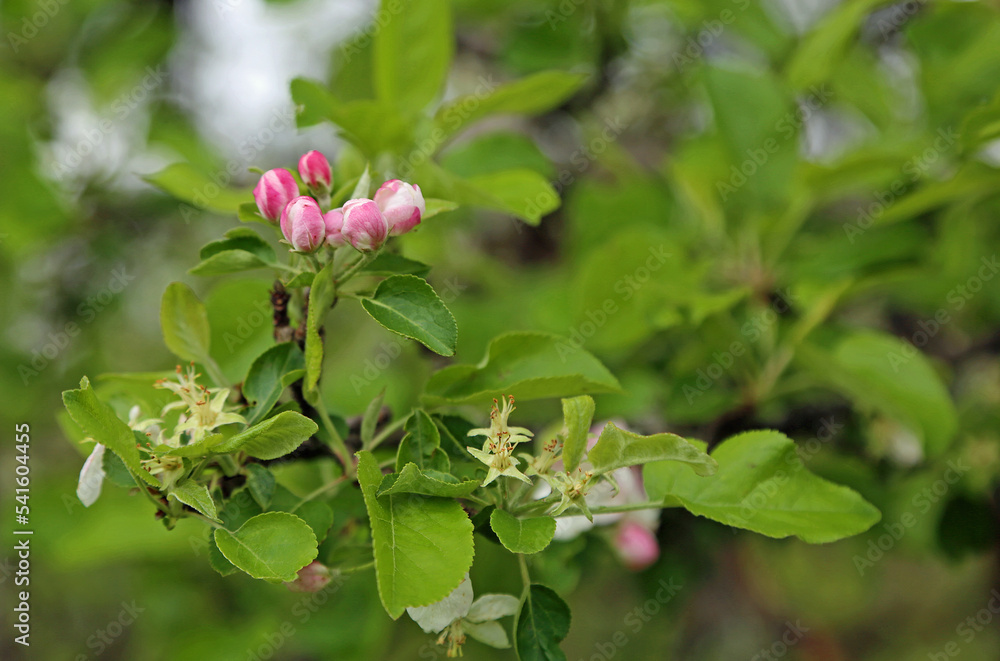 Apple tree blossom