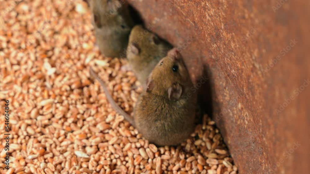 Field mice in a barrel of wheat close-up, trying to get out. Grain pests caught stuck in storage. Three small indoor bears in a wheat harvest warehouse. infections and diseases in food Field mice in a barrel of wheat close-up, trying to get out. Grain pests caught stuck in storage. Three small indoor bears in a wheat harvest warehouse. infections and diseases in food