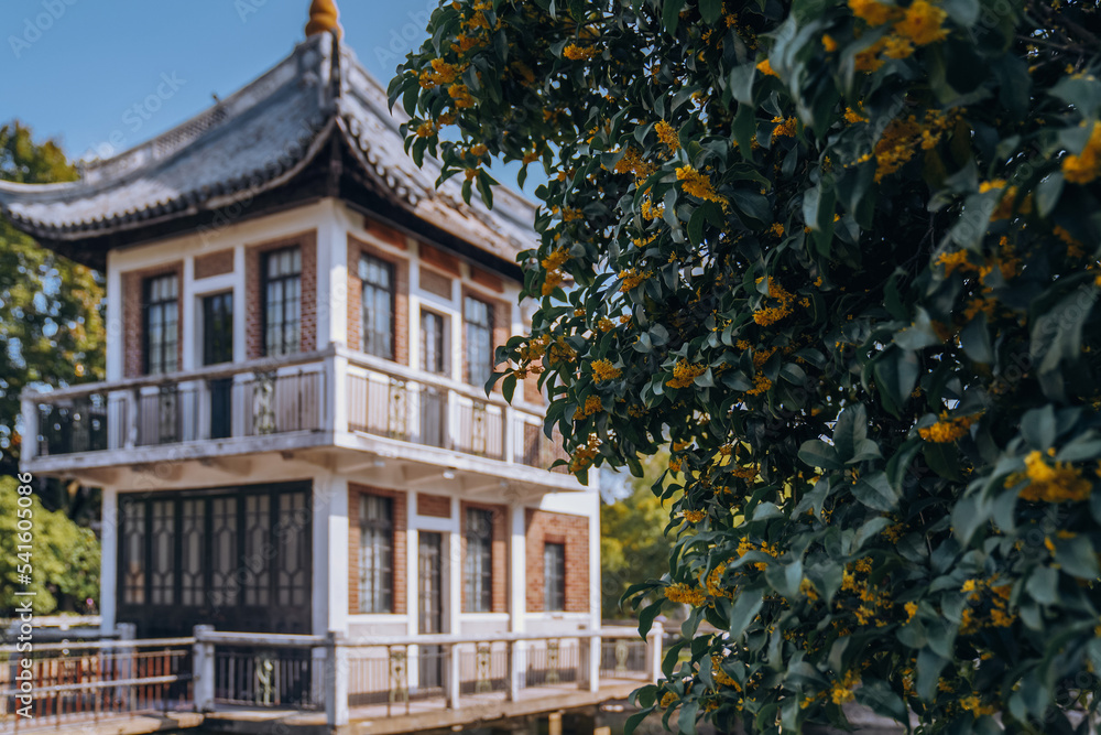 Sweet Osmanthus and Chinese Classical Architecture
