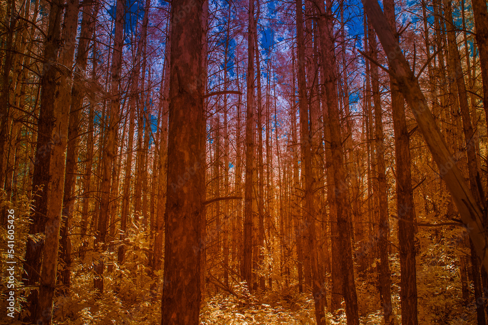 Fototapeta premium fantastic forest landscape with orange trees and blue sky