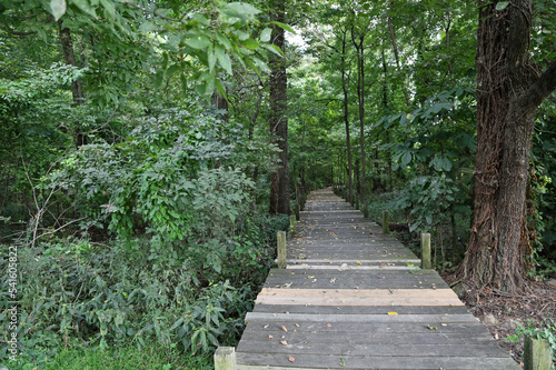 The trail through the swamp - Reelfoot Lake State Park, Tennessee