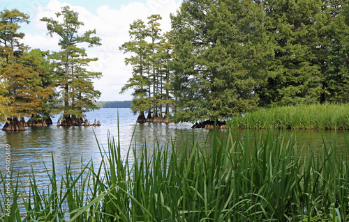 On Reelfoot Lake - Reelfoot Lake State Park, Tennessee