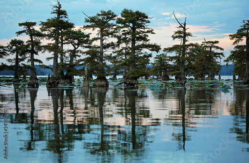 Landscape with cypress trees - Reelfoot Lake State Park, Tennessee photo