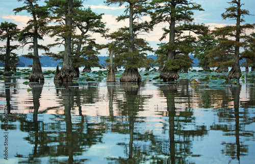 Cypress trees - Reelfoot Lake State Park, Tennessee