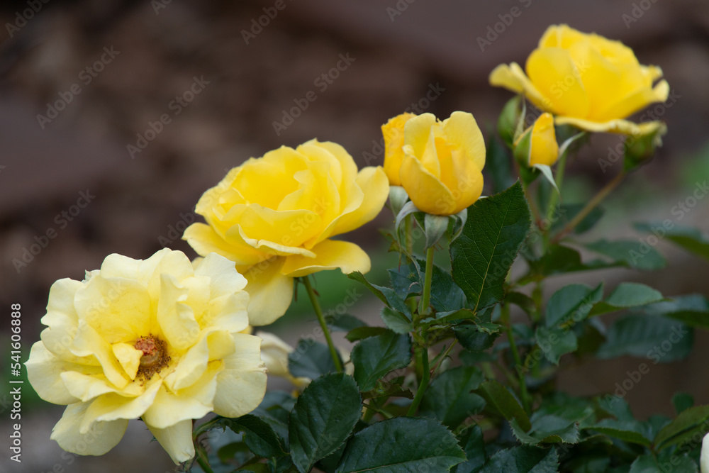 Fototapeta premium 薔薇