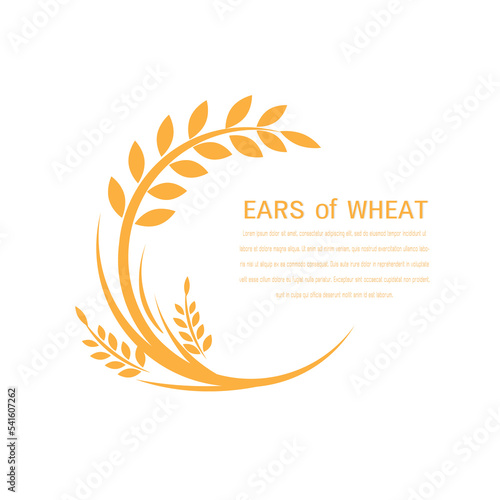 Vector logo label or package with yellow rice wheat rye grains. Concept for asian agriculture organic cereal products bread and bakery factory.Yellow rice organic , Vector icon EPS10.