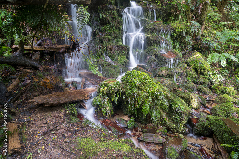 Fototapeta premium Whirinaki Forest Waterfall New Zealand