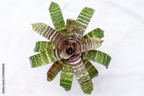 Fotografija Vriesea fosteriana 'Red Chestnut', an ornamental sub tropical bromeliad species