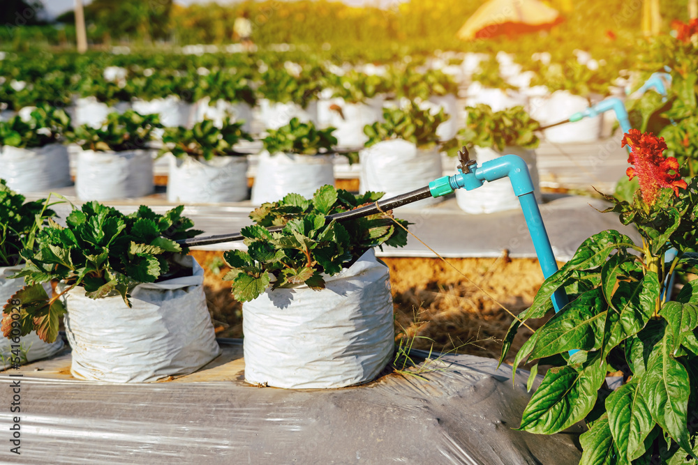 Valves drip irrigation system in organic strawberry farm. Watering plants system in garden