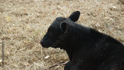 The black calf lies on the ground and actively flaps its ears, fighting off