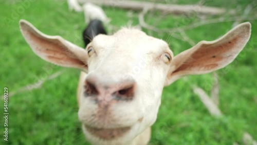 White goat with big ears sniffs the lens