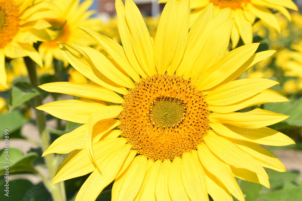 満開のひまわりと青空・Helianthus annuus・Sunflower・日輪草 満開のひまわりと青空・Helianthus annuus・Sunflower・日輪草